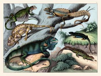 Schubert Reptiles Lizards 1870